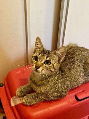 Adopter Jeanne