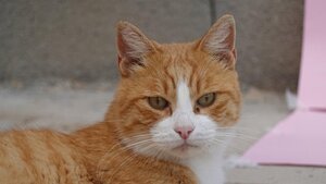 Adopter Jero