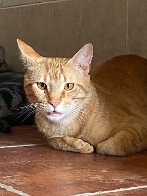 Adopter Jerry