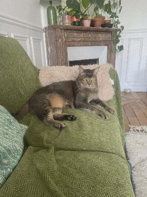 Adopter Joey