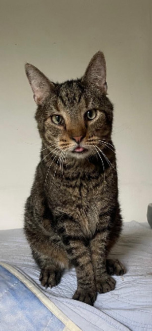 Adopter Joyeux