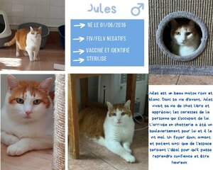 Adopter Jules