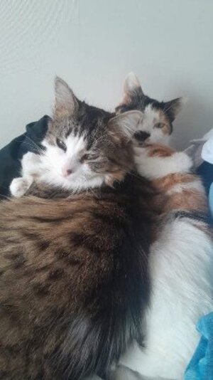 Adopter Juliette & akna