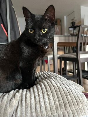 Adopter K