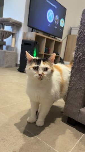 Adopter Kalissy