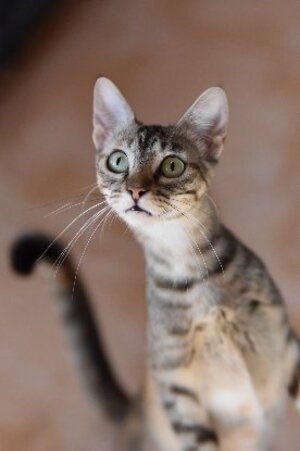 Adopter Katie