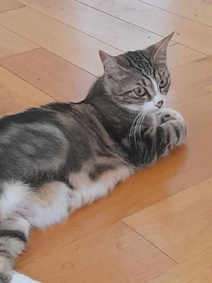 Adopter Keesmee