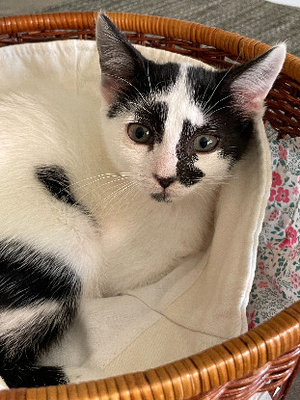 Adopter Kelly