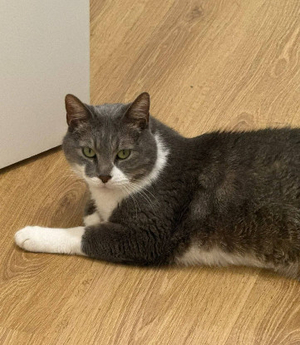 Adopter Kenaï