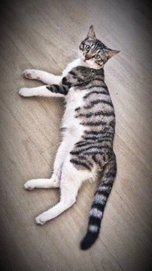 Adopter Kento