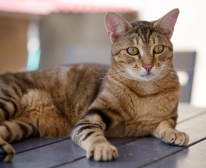 Adopter Kerry