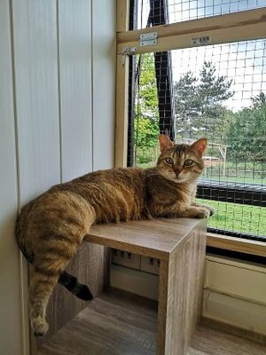Adopter Khaleesi