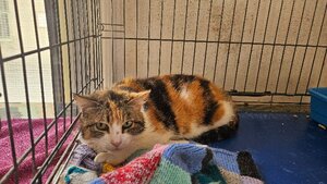 Adopter Kimi