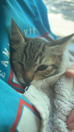 Adopter Kimi
