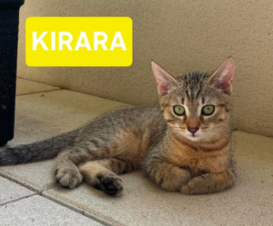 Adopter Kirara adoptable en duo ou seul si déj