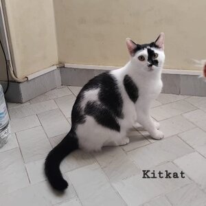Adopter Kitkat