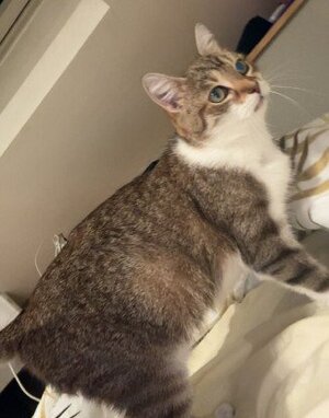 Adopter Kitty