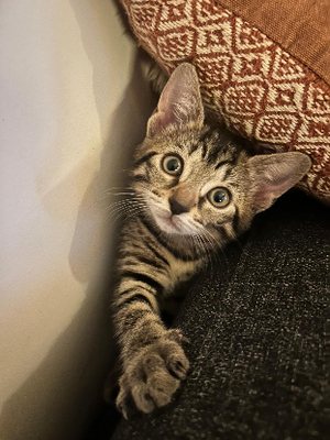 Adopter Kuma