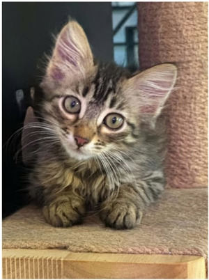 Adopter Kumo