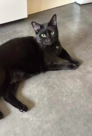 Adopter Kuro