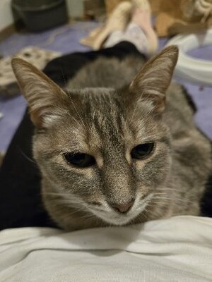 Adopter Kutia