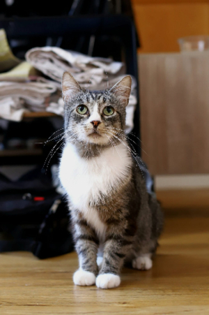 Adopter Lago