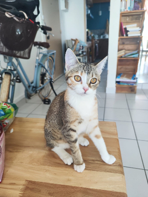 Adopter Lala
