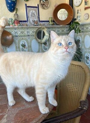 Adopter Lau