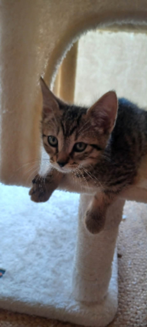 Adopter Leo