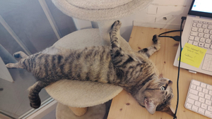 Adopter Léo