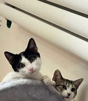 Adopter Leo et lea