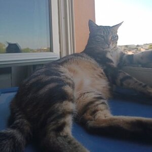 Adopter Likou