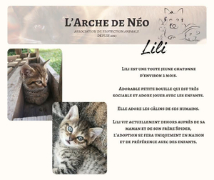 Adopter Lili