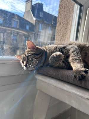 Adopter Lilie
