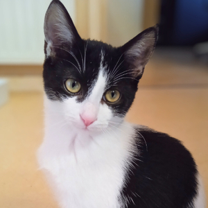 Adopter Lilith