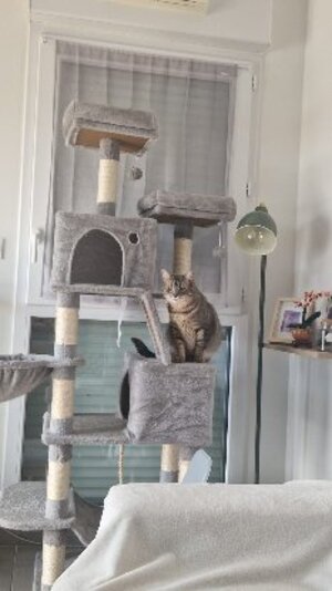 Adopter Lilloute