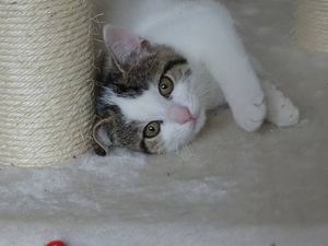 Adopter Bunny