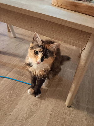 Adopter Linéo