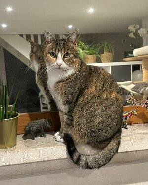 Adopter Linette