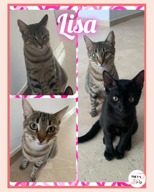 Adopter Lisa