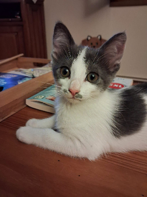 Adopter Lisa
