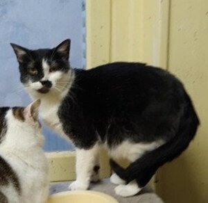 Adopter Lise