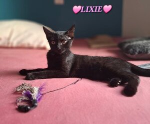 Adopter Lixie