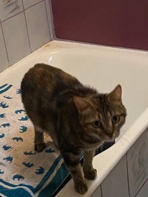 Adopter Lois