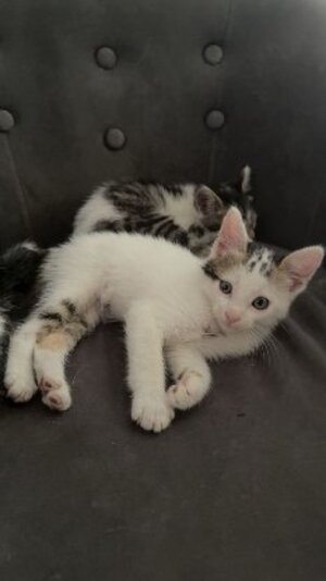 Adopter Loki