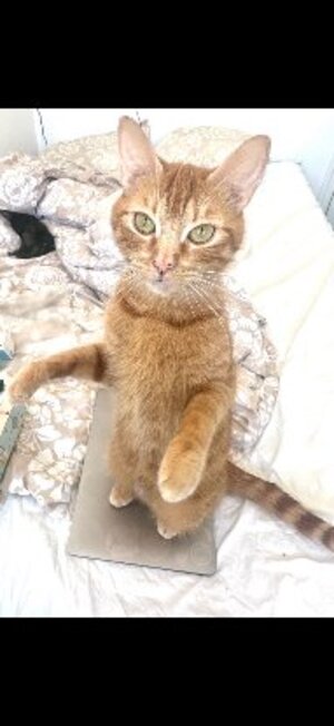 Adopter Lola