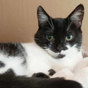 Adopter Lola