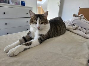Adopter Lou
