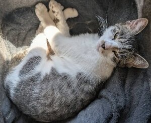 Adopter Louisa