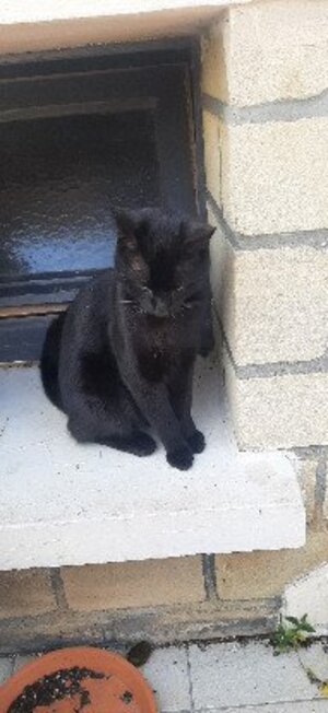Adopter Loulou
